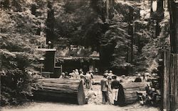 Bohemian Grove Monte Rio, CA Postcard Postcard Postcard