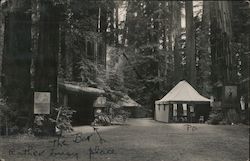 Campsites - Bohemian Grove Monte Rio, CA Postcard Postcard Postcard