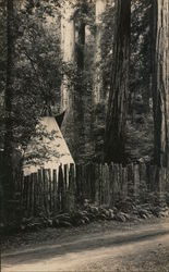 Bohemian Grove Monte Rio, CA Postcard Postcard Postcard