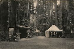 Campsites - Bohemian Grove Monte Rio, CA Postcard Postcard Postcard