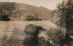 Pampus Grass on the Russian River Postcard