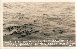 Over $25,000 in Otter Fur Afloat Near Sharps on New Coast Road Postcard