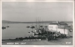 Sailboats in the Water Postcard