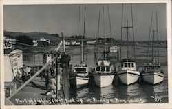 Part of the Fishing Fleet Tied Up at Bodega Bay Postcard