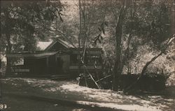 Fern Springs near Occidental Postcard