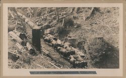 Four team of oxen pulling cut redwood logs Postcard