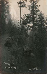 Cattle on Roadway Postcard