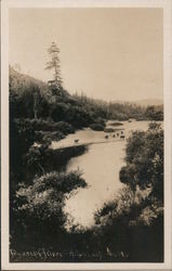 Cattle at the Russian River Postcard