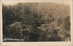 Aerial view of a forest Postcard