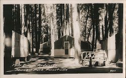 Tent City in Redwoods Forestville, CA Postcard Postcard Postcard