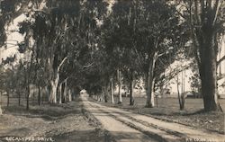 Eucalyptus Drive Line a Road in Southern California Postcard Postcard Postcard