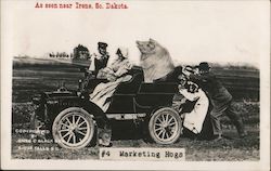 People Pushing a Car with A Man, Woman and Large Pig in the Car Postcard