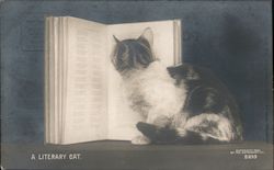 A literary Cat Postcard