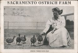 Sacramento Ostrich Farm California Postcard Postcard Postcard