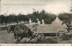 Peaches by the Wagon Load, Peach Orchard Postcard