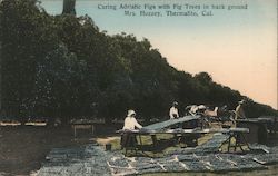 Curing Adriatic Figs, Fig Trees, Mrs. Huzzey Postcard