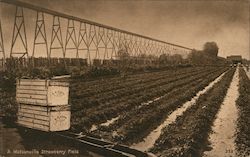 A Watsonville strawberry field. California Postcard Postcard Postcard