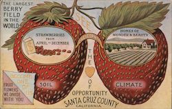 Santa Cruz Strawberries California Postcard Postcard Postcard