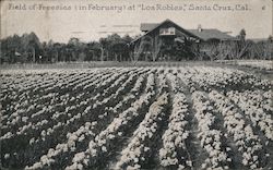 Field of Freesias (in February) at "Los Robles" Postcard