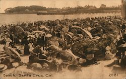 Beach Umbrellas Postcard