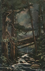 Boulder Creek, Redwoods - Santa Cruz Mountains California Postcard Postcard Postcard