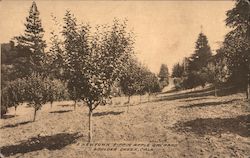 A Newtown Pippin Apple Orchard Boulder Creek, CA Postcard Postcard Postcard