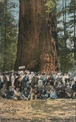 Tourist Group, Santa Cruz Big Tree Grove Postcard