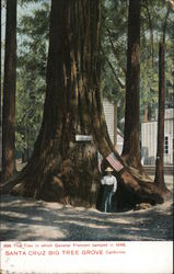 General Fremont Santa Cruz Big Tree Grove Postcard