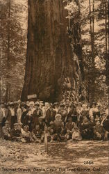 Tourist Group, Santa Cruz Big Tree Grove Postcard