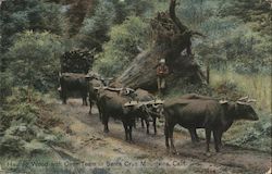 Hauling Wood with Oxen Team in Santa Cruz Mountains Postcard