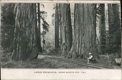 Large Redwoods, near Monte Rio California Postcard Postcard Postcard