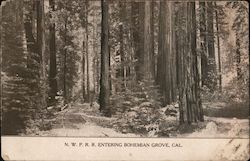 N.W.P.R.R. Entering Bohemian Grove Monte Rio, CA Postcard Postcard Postcard