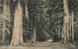 Armstrong Grove Guerneville, CA Postcard Postcard Postcard