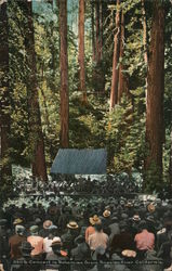 Concert, Bohemian Grove, Russian River Postcard