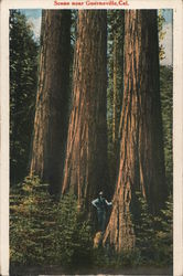 Scene Near Guerneville Postcard