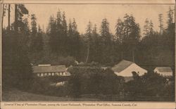 General View of Plantation House, Among the Giant Redwoods, Plantation Post Office Postcard