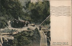 Oxen Hauling Logs Camp Meeker, CA Postcard Postcard Postcard