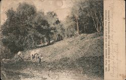 Early Potatoes with Milk Gravy at Fitch Mountain Tavern on the Russian River Postcard