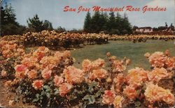 San Jose Municipal Rose Gardens California Postcard Postcard Postcard