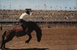 San Jose's Fireman Rodeo Postcard