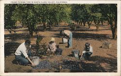 Prune picking time in Santa Clara Valley, California San Jose, CA Postcard Postcard Postcard