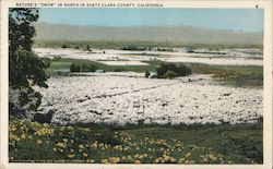 Nature's "snow" in March in Santa Clara County, California San Jose, CA Postcard Postcard Postcard