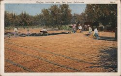 Drying Apricots near San Jose, California Postcard