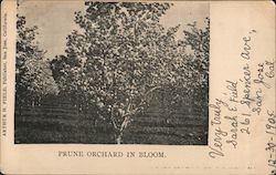 Prune Orchard in Bloom San Jose, CA Postcard Postcard Postcard