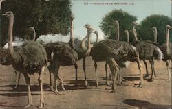 Ostrich Farm Postcard