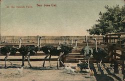 The Ostrich Farm Postcard