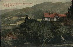 Prune Orchard & mountain scenery near San Jose, Cal. Postcard