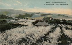 Prune Orchard in Foothills San Jose, CA Postcard Postcard Postcard