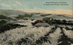 Prune Orchard in Foothllls Postcard