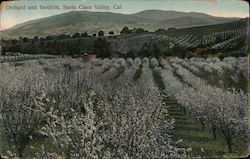 Orchard and foothills, Santa Clara Valley, Cal. San Jose, CA Postcard Postcard Postcard